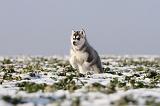 SIBERIAN HUSKY 240